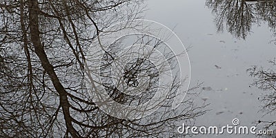 Reflection of the group of trees in the water. Scandinavian fall. Autumn, nature Stock Photo