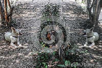 Reflection of Nature By Human Made Mirrors Stock Photo