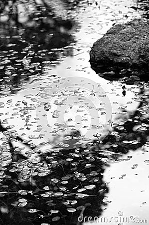 Reflection in a small pond Stock Photo