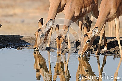 The reflection of thirsty impala ewes Stock Photo