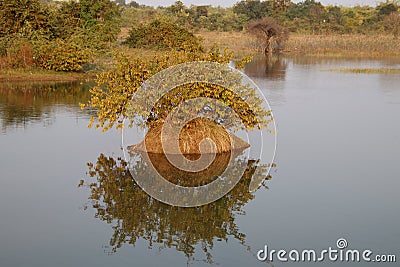 Reflection of three trees in the water of the river Stock Photo