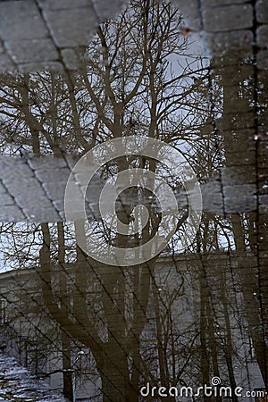 Reflection of tree branches in a puddle Stock Photo