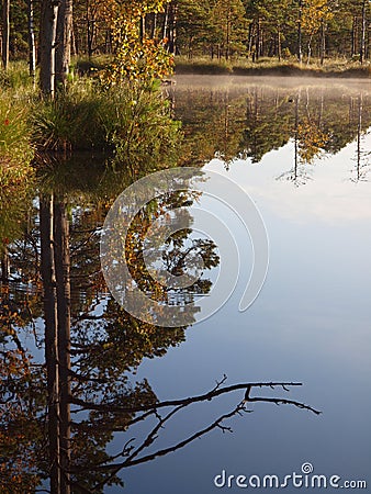 Reflection of trees on a marsh lake Stock Photo