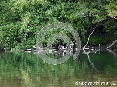 Reflection of trees in a river Stock Photo