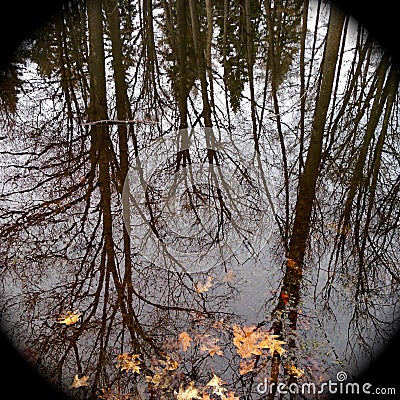 Reflection of trees in water in autumn Stock Photo