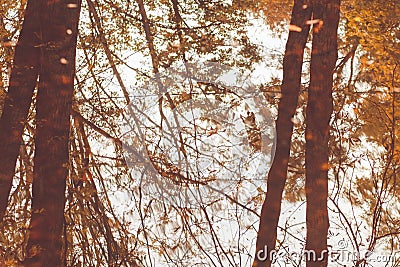 Reflection of trees in water, the background with a mirror image of autumn tree with yellow falling leaves, abstract autumn backgr Stock Photo