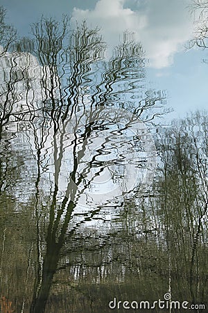 Reflection of trees Stock Photo