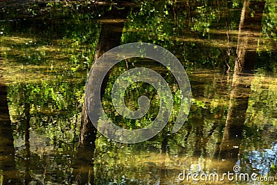 Reflection in the forest water in sunmer Stock Photo