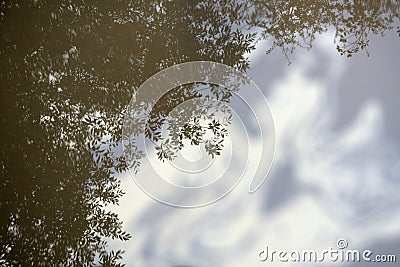 The reflection in the water of the trees growing on the banks. The sky reflected in the water. Stock Photo