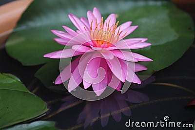 Reflection of waterlily Stock Photo