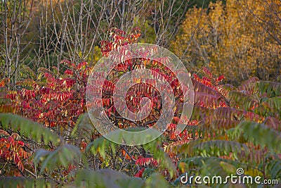 Beaver Lake in autumn Montreal Stock Photo