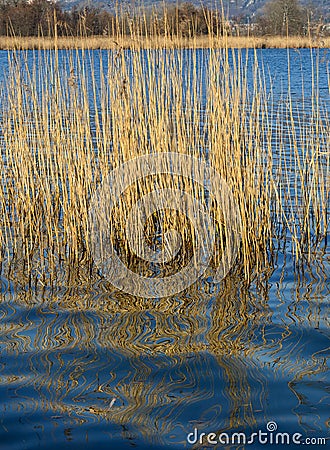 Reflections of cane thicket on lake Alserio (North Italy) Stock Photo