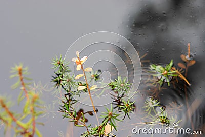 reflections of different leaves, grass, sand in the dark water of the swamp Stock Photo