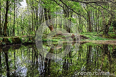 Trees in Nidderdale, Both Tall and Leafy, Cast Shadows and Reflections in the Fishpond Wood. Stock Photo