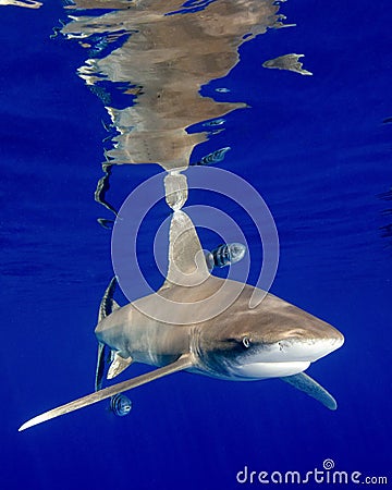 The Reflections of an Oceanic White Tip Shark in the Bahamas Stock Photo