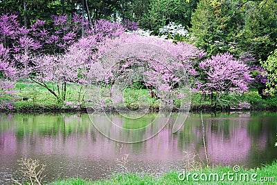 Reflections of redbuds in Lake Marmo at Morton Arboretum in Lisle, Illinois. Stock Photo