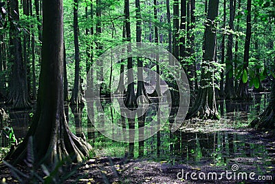 Cypress swamp reflection Stock Photo