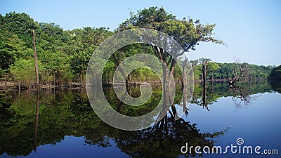 Reflections of trees in the river at rain forest in Amazonas, Brazil Stock Photo