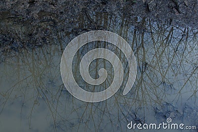 Reflections of trees in the water stand in the mountains Stock Photo