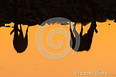 Reflections of two Greater Kudu cows at sunset in waterhole Stock Photo