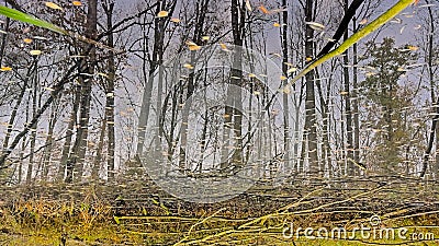 Reflections in the water of a creek in a forest in the Flemish countryside Stock Photo