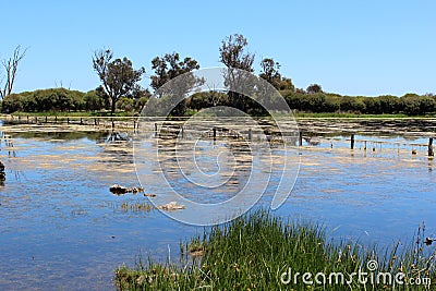 Reflections in a Wetland Lake Stock Photo