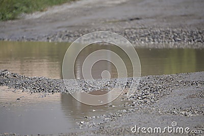 Reflective big puddle on the street in autumn fall Stock Photo