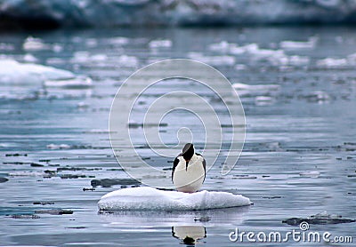 Reflective cormorant - Antarctica Stock Photo