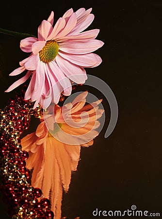 Reflective Daisy Stock Photo