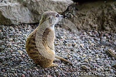 Reflective meerkat Stock Photo