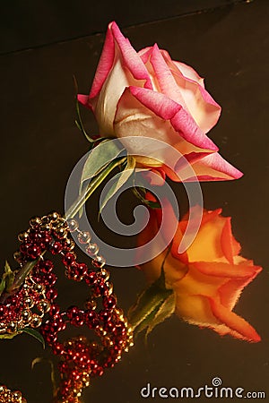 Reflective Rose- Stock Photo