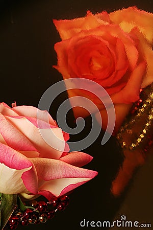 Reflective Rose- Stock Photo