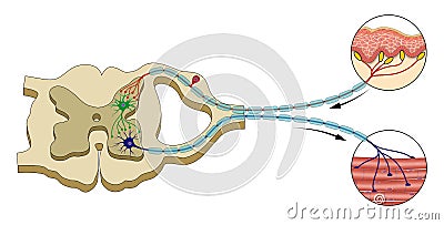 Spinal Reflex Arc illustration. Central nervous system Stock Photo