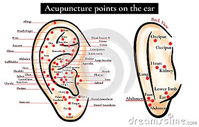 Reflex zones on the ear. Acupuncture points on the ear. Map of a Vector Illustration
