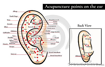 Reflex zones on the ear. Acupuncture points on the ear. Map of a Vector Illustration