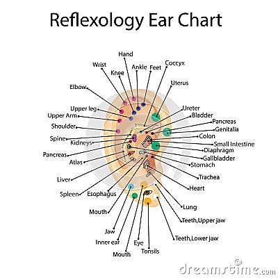 Reflex zones on the ear. Acupuncture points on the ear Vector Illustration