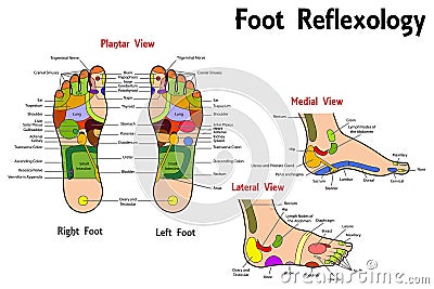 Reflexology Foot Chart Vector Illustration