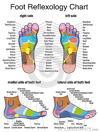 Reflexology Plantar Sole Profile Feet Vector Illustration