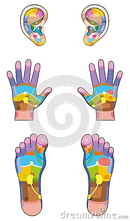 Reflexology Zones Ears Hands Feet Vector Illustration