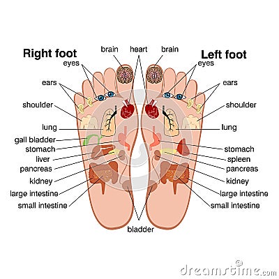 Reflexology zones of the feet Vector Illustration