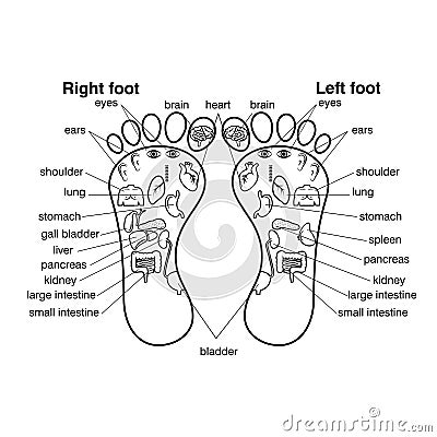 Reflexology zones of the feet vector illustration, Vector Illustration