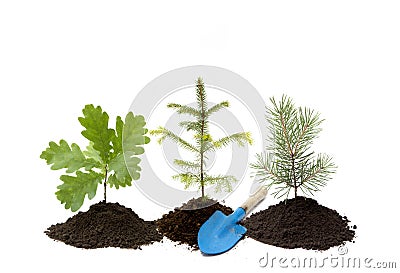 Reforestation background. Different small trees oak, spruce and pine tree in a pile of dirt with small gardening shovel, isolated Stock Photo