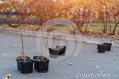 reforestation or set of young tree sapling in pots for planting in fall Stock Photo