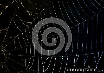 Refracted Light on a Dewy Spider Web Stock Photo