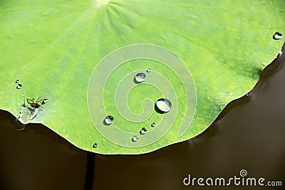 Refreshing beauty: Close-up of water droplets on a green lotus leaf in a spacious pond, a captivating macro nature shot Stock Photo