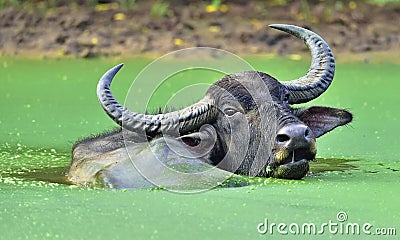 Refreshment of Water buffalo. ka. The Sri Lanka wild water buffalo Bubalus arnee migona Stock Photo