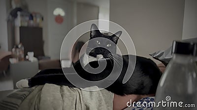 Regal Black-and-White Cat Lounging in a Modern Living Space: An Intimate Portrait of Feline Contentment Amidst Urban Comfort Stock Photo