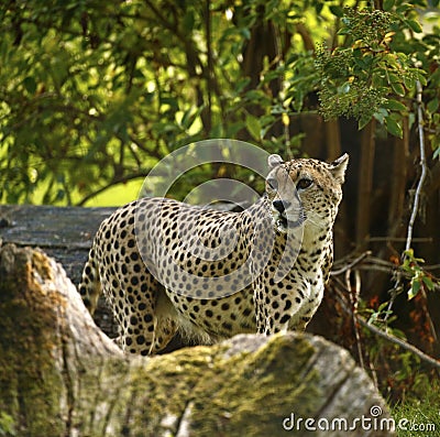 Regal Cheetah the fastest animal in the world Stock Photo