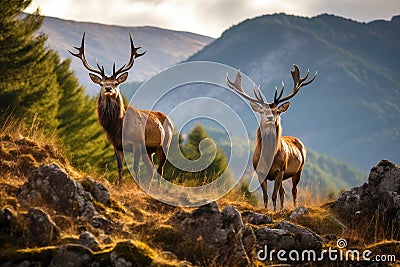 Regal Red Deer Stags Roaming Untamed Lands. Stock Photo