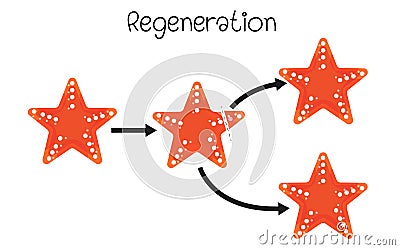 Regenaration in starfish Vector Illustration